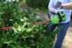 Picture of 24V  Hedge Trimmer 